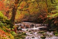 Water in an autumnal wood.