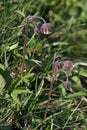 Water Avens