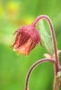 The water avens in blossom