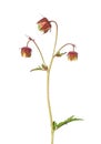 Water avens (Geum rivale)