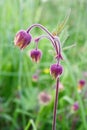 Water avens (Geum rivale)