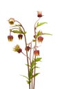 Water avens (Geum rivale)