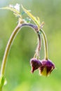 Water avens (Geum rivale)