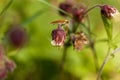 Water avens Geum rivale Royalty Free Stock Photo