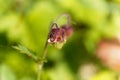 Water avens Geum rivale Royalty Free Stock Photo
