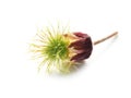 Water avens seed