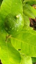 Water on the baby lemon fruits and leaves