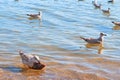 Water background with seagulls and fish Royalty Free Stock Photo