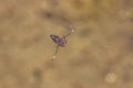 Water backswimmer under a water surface