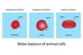 Water balance of animal cell