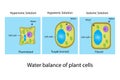 Water balance of plant cell