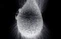 Water balloon exploding or splashing