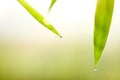 Water on bamboo leaves dripping at leaf tips, spa concept natural background Royalty Free Stock Photo