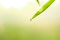 Water on bamboo leaves dripping at leaf tips, spa concept natural background Royalty Free Stock Photo