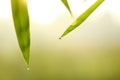 Water on bamboo leaves dripping at leaf tips, spa concept natural background Royalty Free Stock Photo