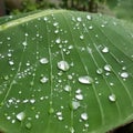 Water on Banana leaf