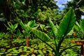 Water banana plants Typhonodorum lindleyanum growing in a small pond, Mahe Island Seychelles.