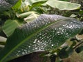 Water tip on tree Royalty Free Stock Photo