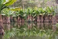 Africa: water banana Typhonodorum lindleyanum reflected in a pond in Madagascar