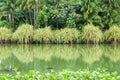 Water bank reflection