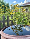Water barrel and flowers in garden