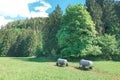 Water barrels for watering calves