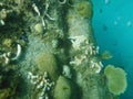 A Barbados, Caribbean water scene