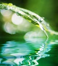 Water Beads on Blade of Grass Royalty Free Stock Photo