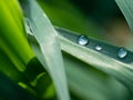 Water Beads on a Blade of Grass Royalty Free Stock Photo