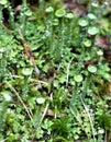 Water beads on tiny bryophytes