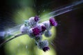 Thistle blossoms being sprayed with water Royalty Free Stock Photo