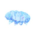 A water bear