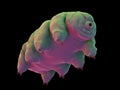 A water bear