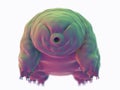 A water bear