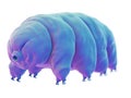 A water bear