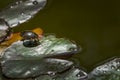Water beetle Acilius sulcatus sits on leaves of water lily in garden pond. Acilius sulcatus is species of water beetle