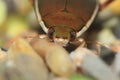 Water beetle - cybister lateralimarginalis