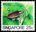 Water Beetle Donacia javana, Insects serie, circa 1985 Royalty Free Stock Photo