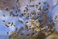 Water beetles Gyrinidae on the surface of a transparent river