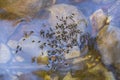 Water beetles Gyrinidae on the surface of a transparent river