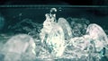 Slow motion shot of water being poured over glass crystals