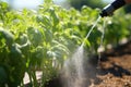 water being sprayed from a drip emitter onto tomato plants