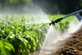 water being sprayed from a drip emitter onto tomato plants Royalty Free Stock Photo