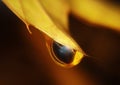 Water big drop at yellow maple leaf Royalty Free Stock Photo