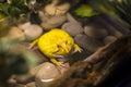 Water big tropical frog yellow