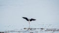 Water bird black-winged stilt flying in the blue sky Royalty Free Stock Photo