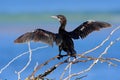 Water bird with blue water level in the background. Water bird in the nature habitat. Bird from Sri Lanka, Asia. Small black bird