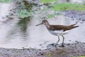 Water bird Broad billed Sandpiper. Limicola falcinellus