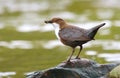 Water bird Cinclus cinclus by river