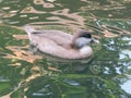 A water bird cleaning himself after swim